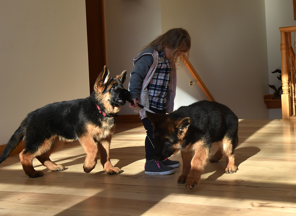 10 Inspirational Graphics About Buy A German Shepherd Puppy