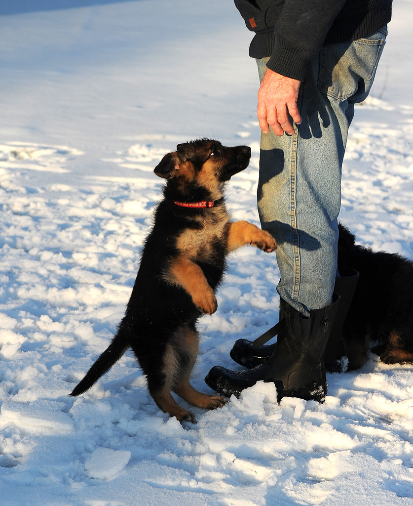 9 Signs You're A Buy A German Shepherd Puppy Expert