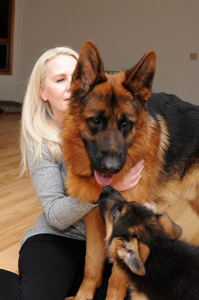 Why People Don't Care About Purebred German Shepherd