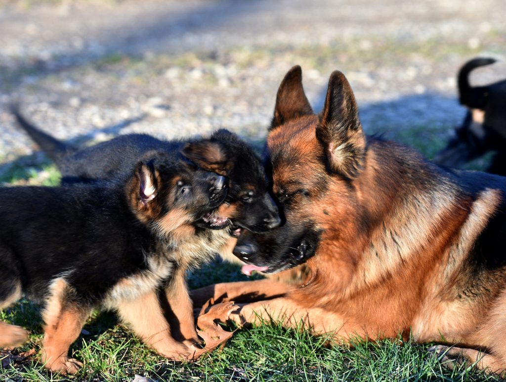 Five Buy A Purebred German Shepherd Projects To Use For Any Budget