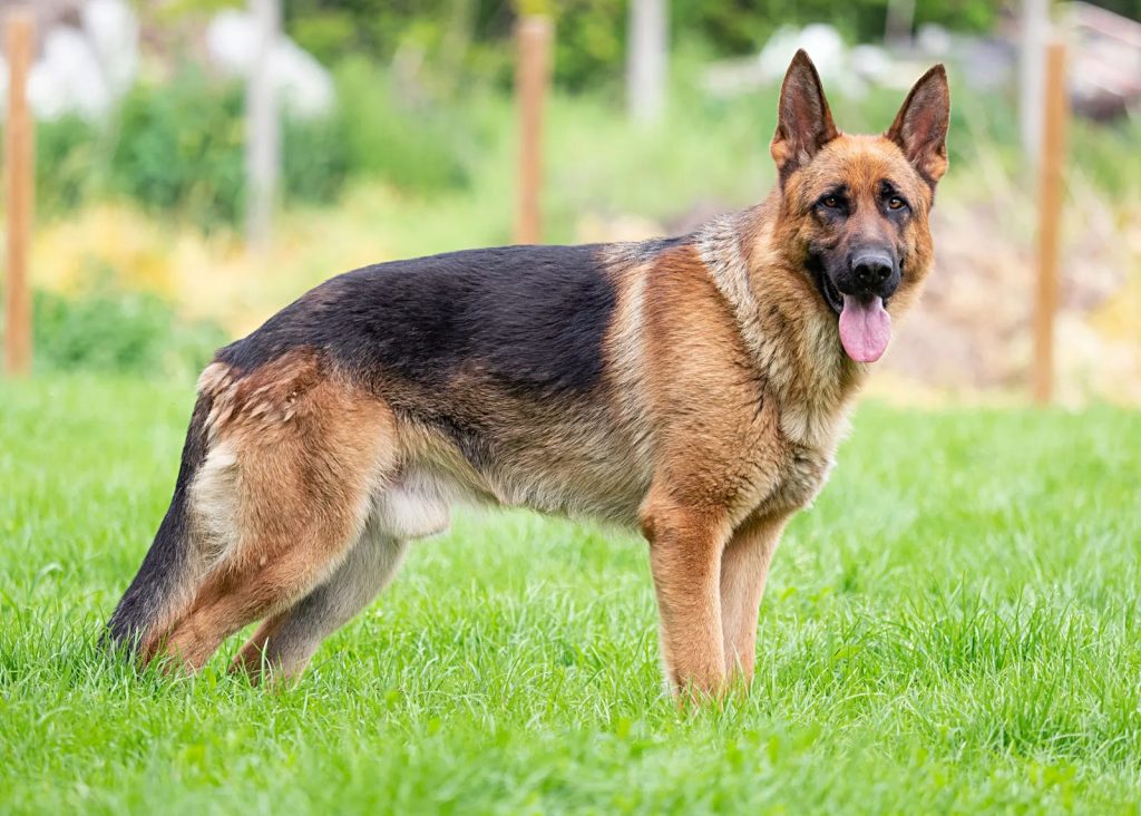 Ddr Schäferhund Uunterschied