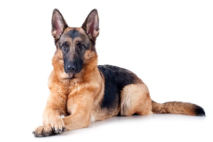 Schäferhund Langhaar Schwarz