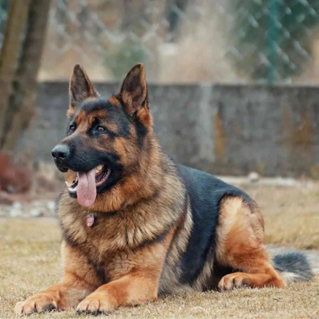 Schäferhund Schwarz Weiß