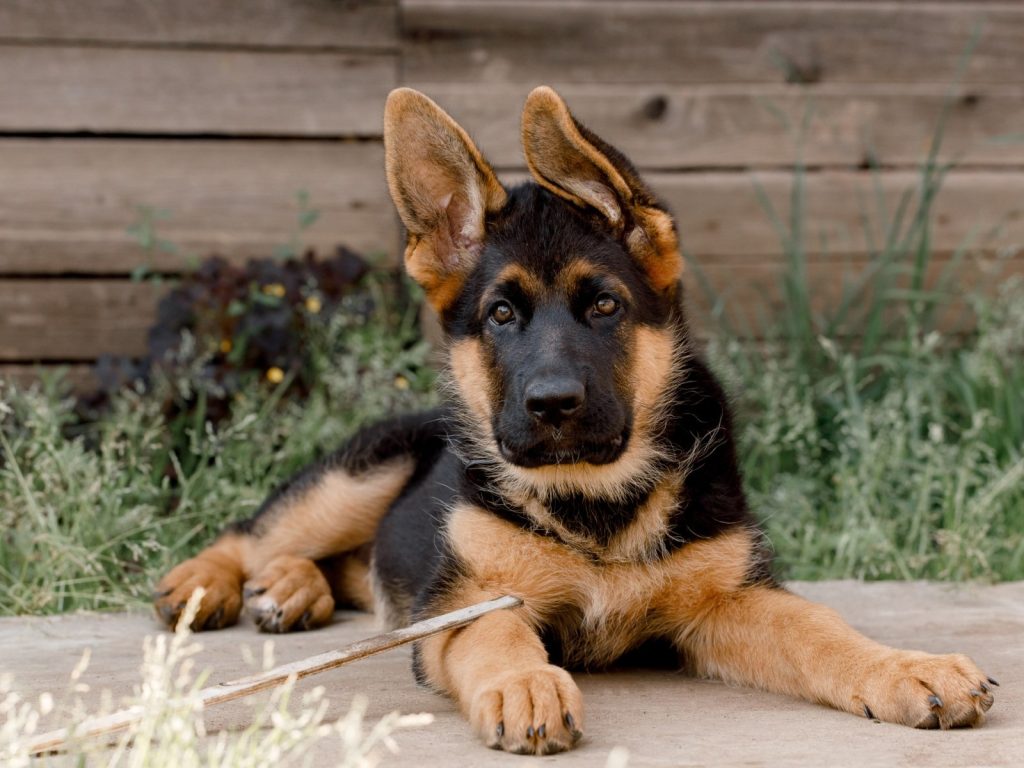 Schäferhund Welpen Nrw