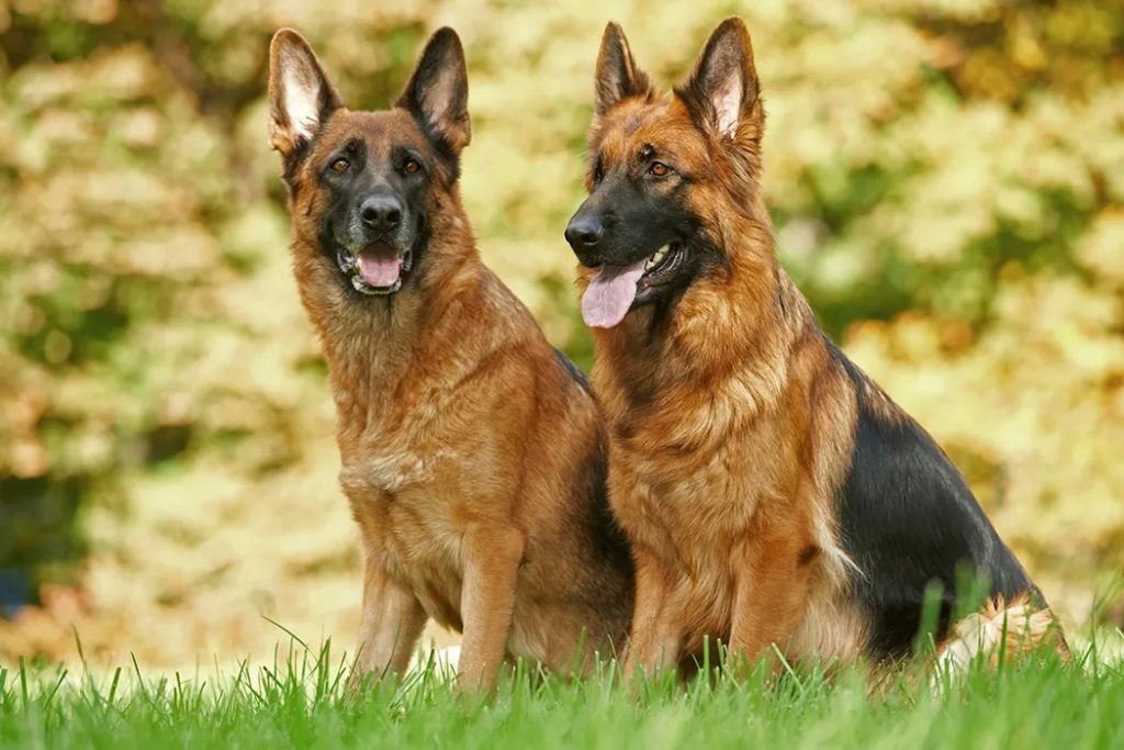 Schäferhunde Kaufen