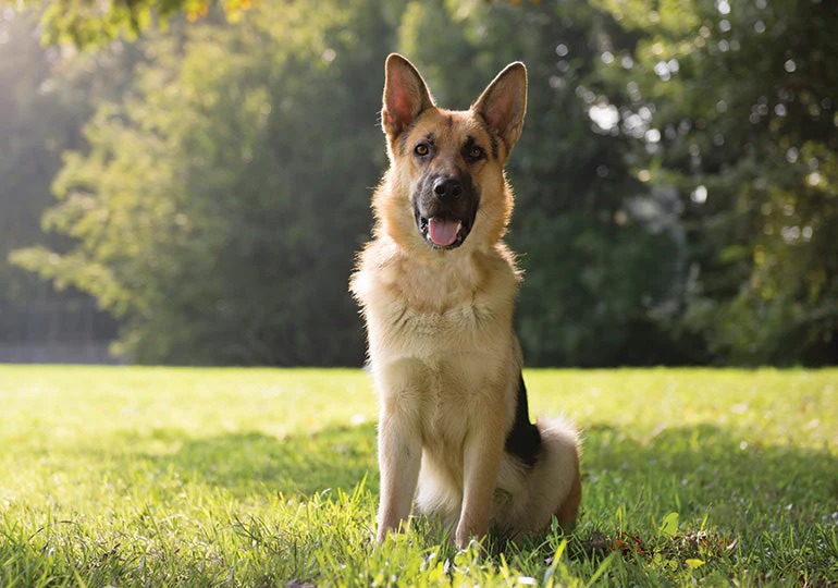 Charakter Schäferhund