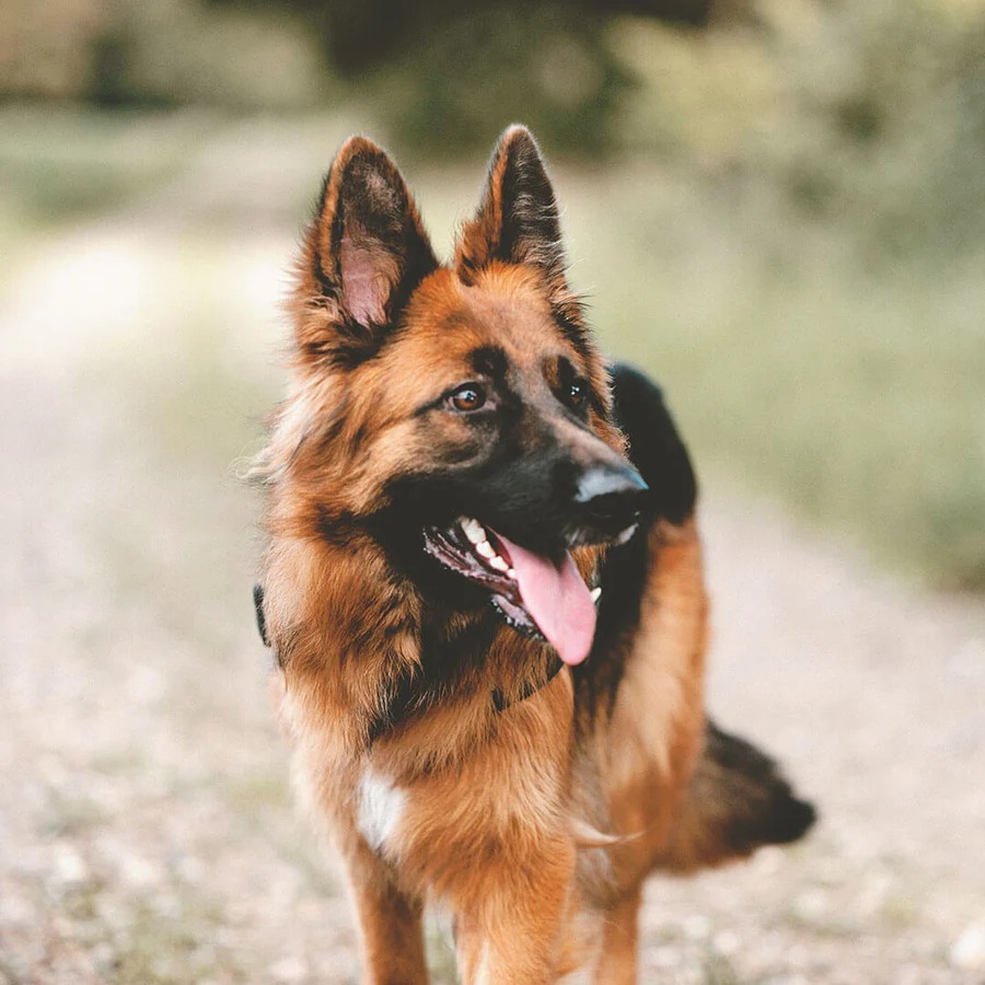 Deutscher Schäferhund Grau