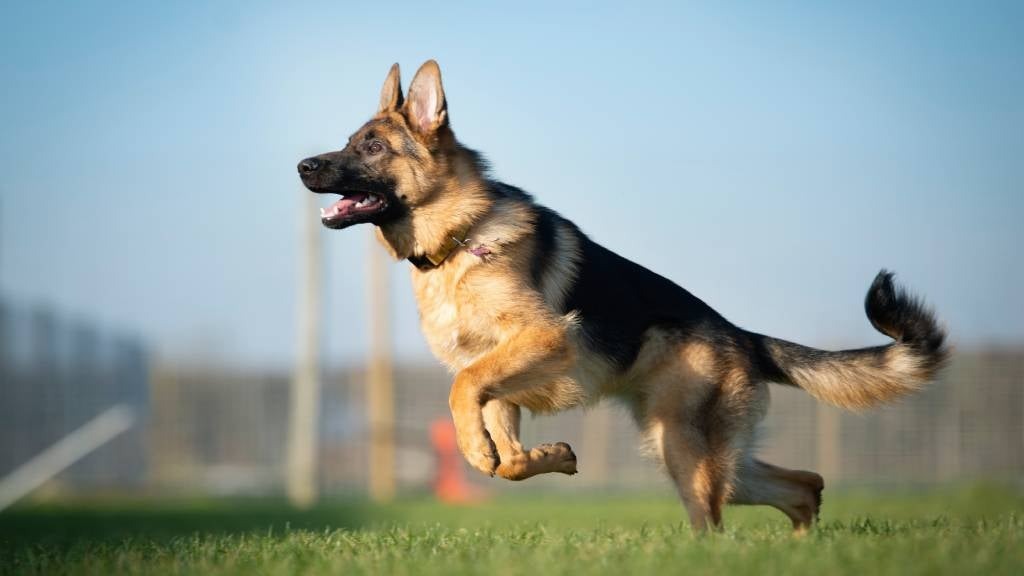 Schwarzer Langhaar Schäferhund