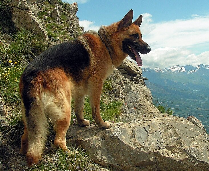 Schäferhund Steckbrief