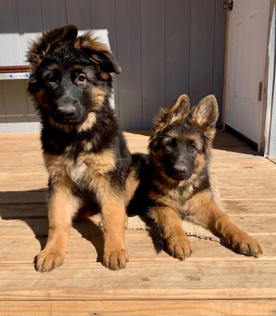 Der Deutsche Schäferhund