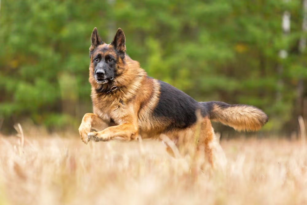 Deutsche Schäferhunde Mit Geradem Rücken