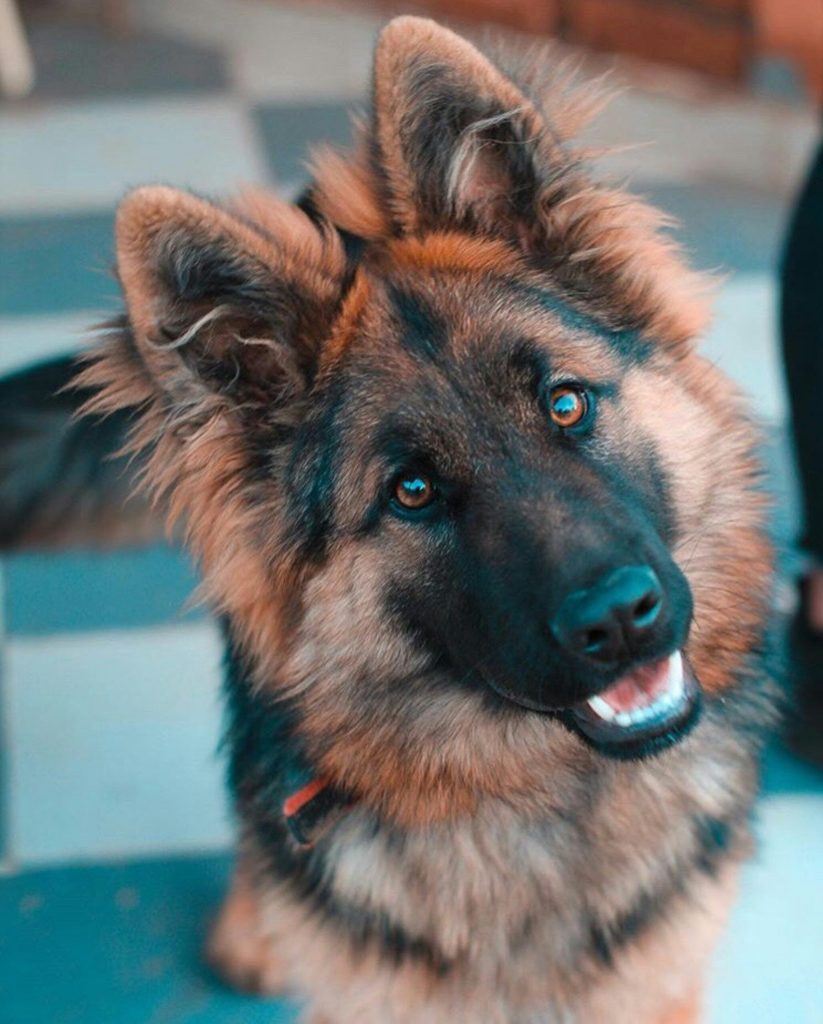 Weißer Deutscher Schäferhund