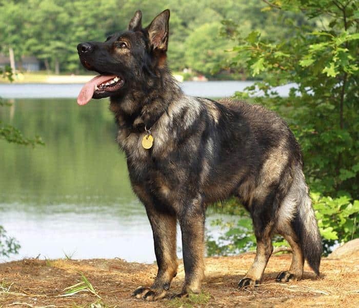 Züchter Deutscher Schäferhund