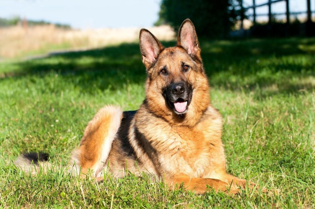 Hunde Kaufen Sachsen