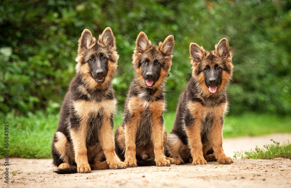 Weiße Deutsche Schäferhunde