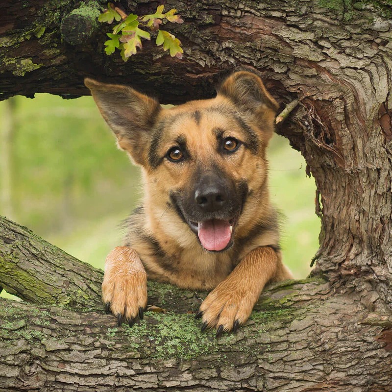 Deutscher Schäferhund