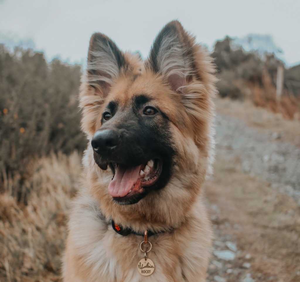 Schäferhund Welpen Vom Bauernhof