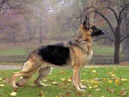 Schäferhund Züchter