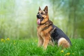 Deutsche Schäferhund