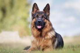 Deutscher Schäferhund, Königsschäferhund