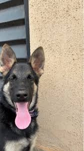 Schäferhund Welpen Von Privat