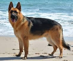 Deutsche Schäferhund Züchter